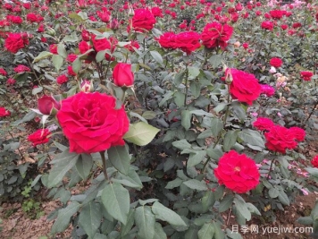 德陽市花月季擴(kuò)大種植，打造城市綠化風(fēng)景線