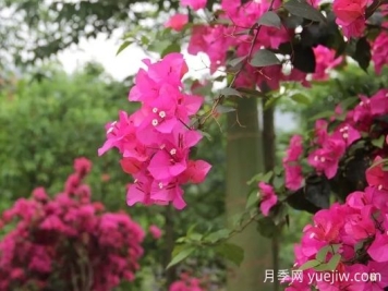 簕杜鵑和三角梅有什么區(qū)別？