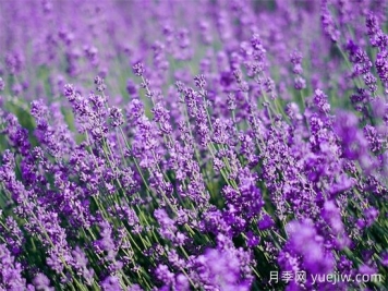 薰衣草養(yǎng)護(hù)全攻略：避開4大禁忌，打造香氣四溢的花園