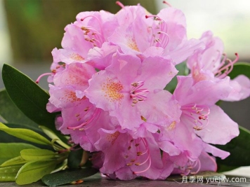 養(yǎng)杜鵑花有哪些注意事項？
