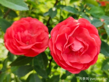 木香花，紅黃橙白木香，爬藤界的鼻祖