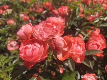 如何給月季花施肥？