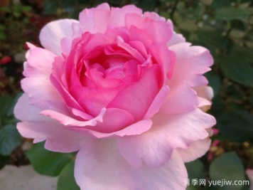 伊芙系列月季，花大濃香多季開花的月季