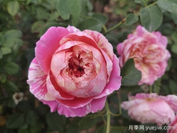推薦4款歐月月季，顏值擔(dān)當(dāng)，抗病好養(yǎng)