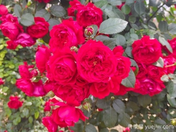 月季花期怎么澆水？