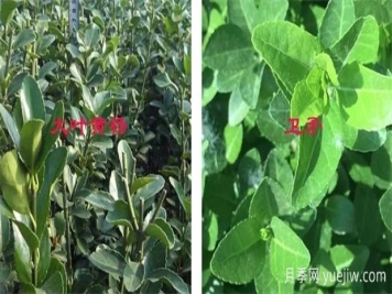 黃楊和衛(wèi)矛如何區(qū)分，教你幾招