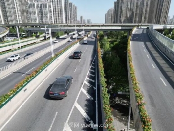 鄭州月季：花開鄭好景如畫，高架月季香滿城
