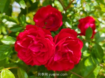月季紅木香爆花機器，花艷麗花量大花期長