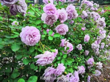 瀘州市古藺大寨花海迷宮進(jìn)入盛花期，打卡高顏值