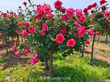 有院子的花友要養(yǎng)幾棵樹狀月季，花開艷麗讓人羨慕