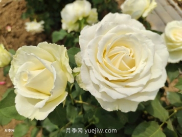 月季有紅蜘蛛，一勺洗潔精兌水居然能搞定
