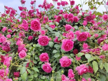 春天月季花敗后，如何掌握快速復(fù)花技巧？