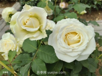 月季花怎么快速復(fù)花？6個(gè)技巧讓月季快速復(fù)花
