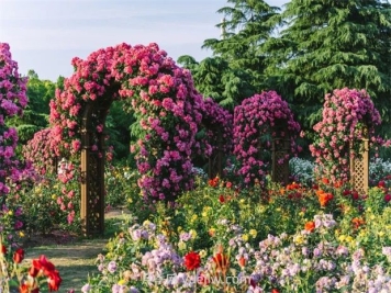月季天花板，上海濱江森林公園浪漫的月季花墻盛開