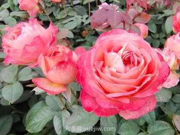 春季養(yǎng)護(hù)：花灌木修剪要點