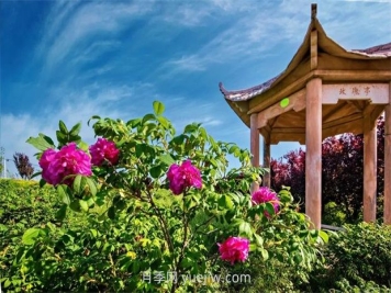 南陽臥龍嘉農(nóng)玫瑰園成網(wǎng)紅打卡地，帶領(lǐng)村民致富
