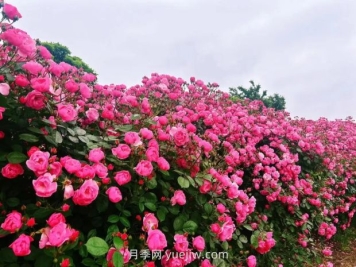 上海放鶴谷無門票，30萬朵200多種月季開成了花海