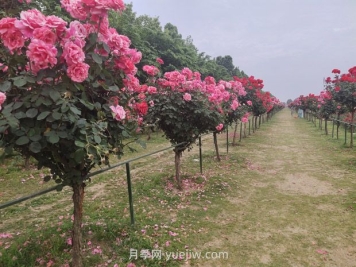 樹(shù)樁月季移植之后，先搭支撐還是先澆水？