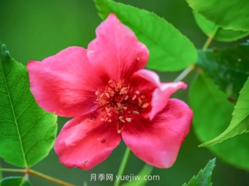 亮葉月季與常見月季有何不同？