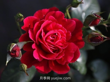 14周年紅月季