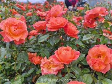 紅從容月季，花型美抗性佳，花色漸變美化花壇