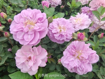 藍色陰雨月季的優(yōu)缺點是什么？有哪些？藍色陰雨月季生長條件？