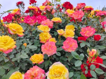 藤彩虹月季幾月開花？