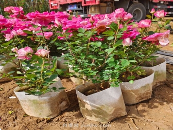 月季種植需要提前準備什么？