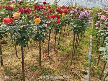 樹狀月季怎么種植？