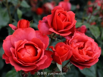 月季和薔薇有什么區(qū)別？