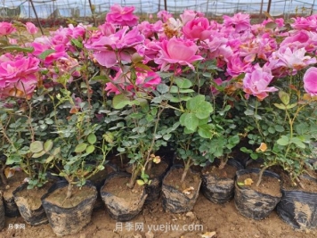 月季花怎么種？