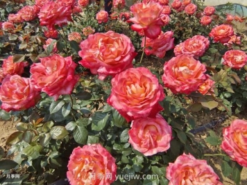 月季花花期是什么時候？