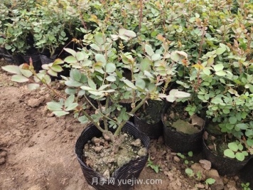 月季花什么時(shí)候移栽比較好？