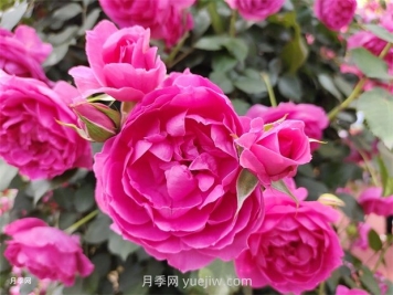 月季幾月份開花？
