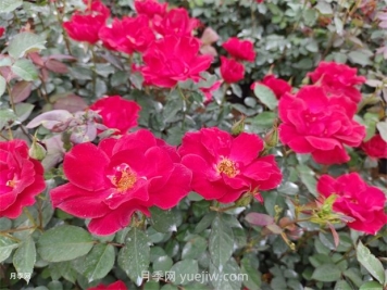 紅帽子月季怎么種植？