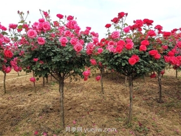 月季樹價格？
