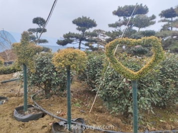 綠化苗木種植怎樣養(yǎng)護(hù)？
