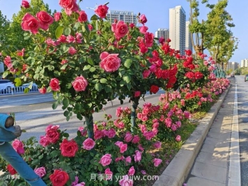 園林植物種植設(shè)計(jì)的原則是什么？