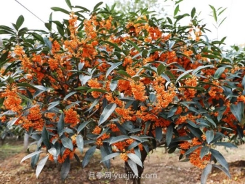 夏季如何讓桂花樹茁壯成長？