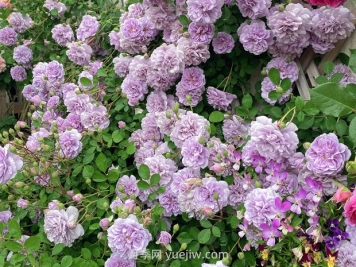 藍(lán)色陰雨月季，花開如瀑的藍(lán)紫色爬藤