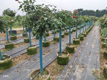 綠籬和苗圃除草那么難，怎么做才能事半功半？