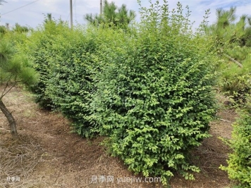 小葉女貞栽植都需要做什么？