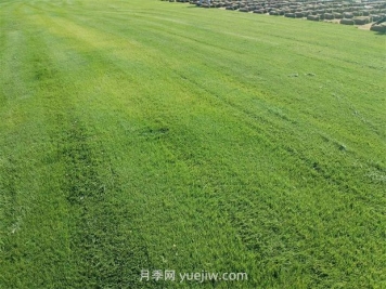 草皮種植適合什么地方？
