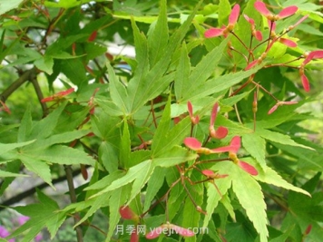 雞爪槭和紅楓的區(qū)別，四大不同之處