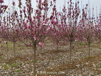 南陽南召：中國玉蘭之鄉(xiāng)花木分外香