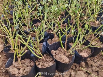 如何種植薔薇小苗？