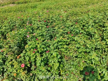 薔薇種子什么時(shí)候播種好？