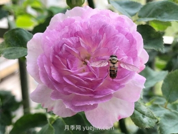 日本河本月季，品種匯集