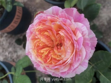 抗病豐花耐熱，兩廣能種的油畫色調(diào)克勞德莫奈月季