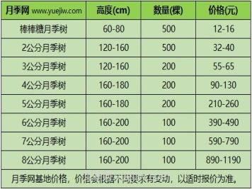 3公分月季樹多少錢？2025年樹狀月季新價(jià)格